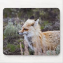 Search for foxy mousepads Wild