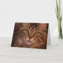 Search for maine coon cards Tabby