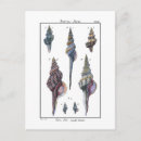 Search for vintage seashell postcards Denis diderot