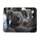 Search for marsupial magnets Cute animals