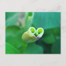 Search for lotus postcards Nature