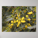 Search for acacia posters Flowers