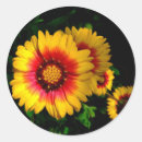 Search for red daisy stickers Nature