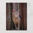 Search for cat looking postcards Pets