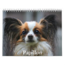 Search for papillon dog Puppy
