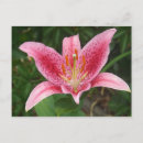 Search for petals postcards Stunning