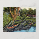 Search for vintage alligator postcards Antique