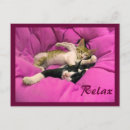 Search for charities postcards Cat