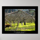 Search for apple orchard posters Photography