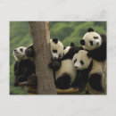 Search for giant sympathy cards Ailuropodidae