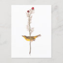 Search for john audubon postcards Birds of america
