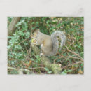 Search for acorn postcards Animals