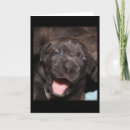 Search for cane corso cards Dog