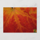 Search for autumn leaf postcards Nature