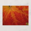 Search for red leaf postcards Fall