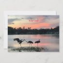 Search for sandhill cards Birds