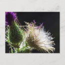 Search for thistle postcards Flower