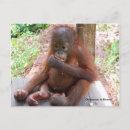 Search for orphans postcards Wildlife