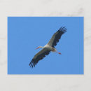 Search for storks postcards Wildlife