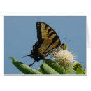 Search for lepidoptera Yellow