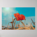 Search for red poppies posters Meadow