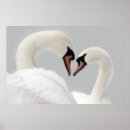 Search for white swan posters Wild