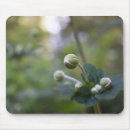 Search for budding mousepads Nature
