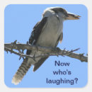 Search for kingfisher stickers Kookaburra