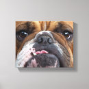 Search for bulldog canvas prints Dog lover
