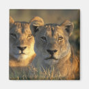 Search for tall grass magnets Africa