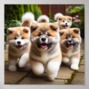 Search for akitas posters Dogs