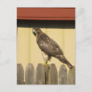 Search for talons postcards Nature