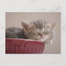 Search for sleeping baby postcards Photography