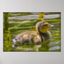 Search for duckies posters Photography