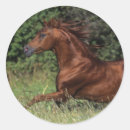 Search for stallions stickers Equestrian