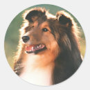 Search for shetland sheepdog stickers Collie