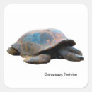 Search for galapagos tortoise stickers Reptile