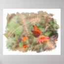 Search for fritillary Zinnia