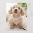 Search for miniature postcards Dachshund