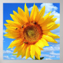 Search for sunflower bee posters Yellow