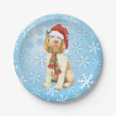 Search for spinone italiano Italian wire haired pointer