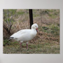 Search for migrate art Nature