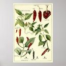 Search for pepper posters Plant