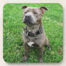 Search for sit coasters Dog