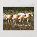 Search for oryx Animals