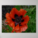 Search for oriental flowers posters Poppy