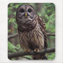 Search for barred owl electronics Wildlife