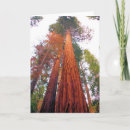 Search for blank inside cards Tree