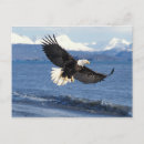 Search for eagle in flight postcards National bird