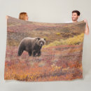 Search for denali national park Grizzly